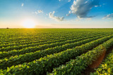 Soybean Field 2