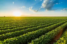 Soybean Field 2